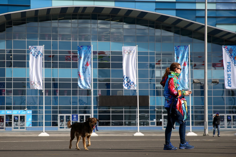 Illustration for article titled The Dogs Of Sochi